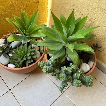 Apartment Jazmines Del Sol